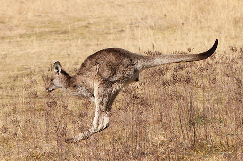 File:Jumping.jpg