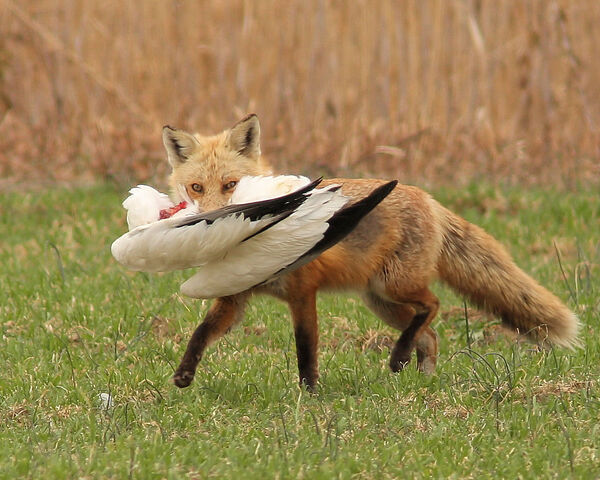 File:Goose Pates.jpg