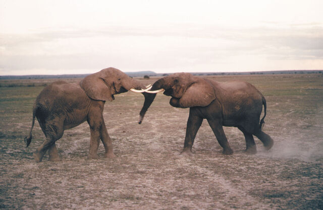 File:African Elephant.jpg