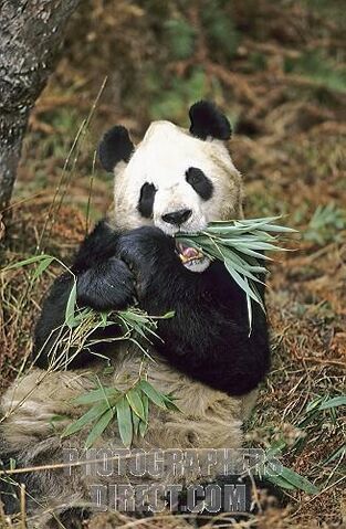 File:Bamboo.jpg