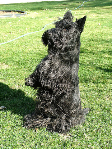 File:Scottish Terrier.jpg