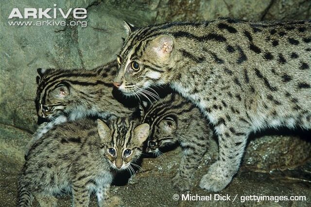 File:Fishing Cat Lives.jpg