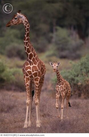 File:Reticulated Giraffe.jpg