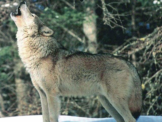 File:Vocalization.jpg