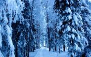 Frozen forest