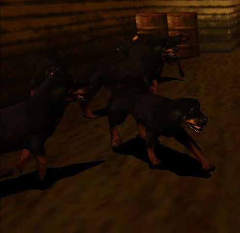 File:Puppies.jpg