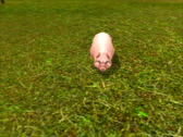 Maiale.png