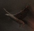Harpy