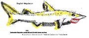 Dogfish