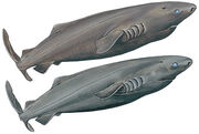 15-PACIFIC-SLEEPER-SHARK