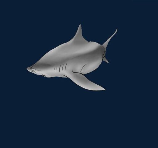 File:Shell.jpg