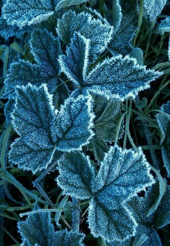 Datei:Frostyivy.jpg