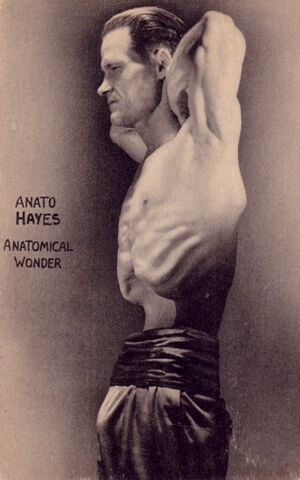 File:16anat.jpeg