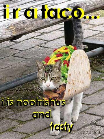 File:Taco-cat.jpg