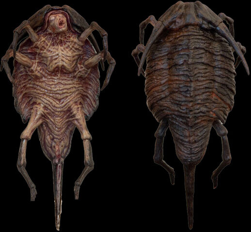 File:Roachsh.jpg