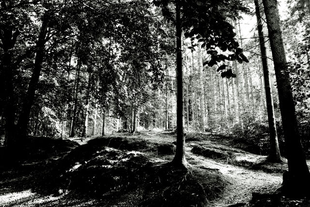 File:Blackout-Forest Trail.jpg