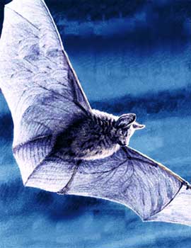 File:G pic silverwing04.jpg