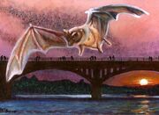 Congress-Avenue-Bridge-Bats