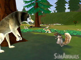 197251-wolf squirrel