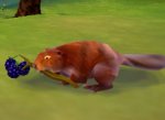 Beaver