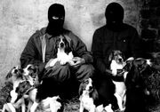 Hornebeagles