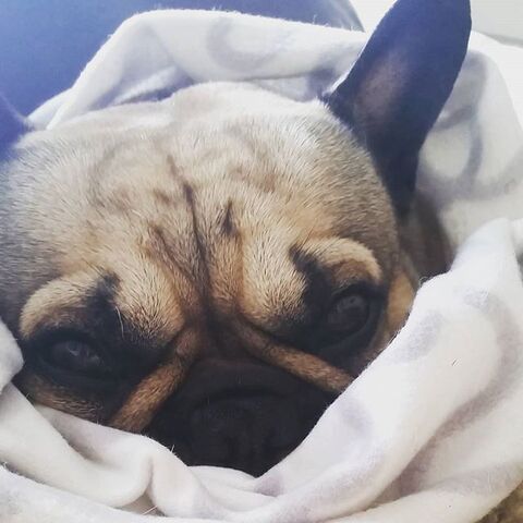 File:My Dog.jpg
