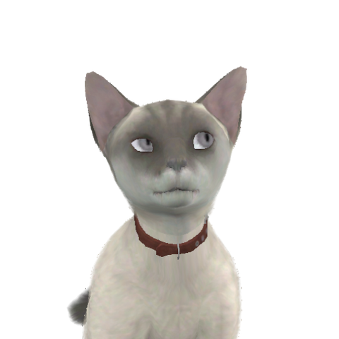 File:Kat.png
