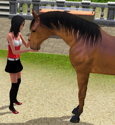 File:Feeding a horse.png