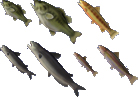 Fisch (Tier).jpg