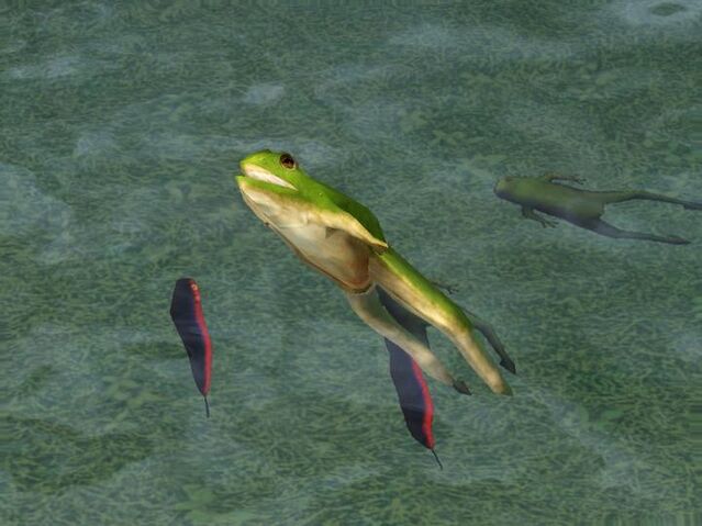 File:Frog.jpg