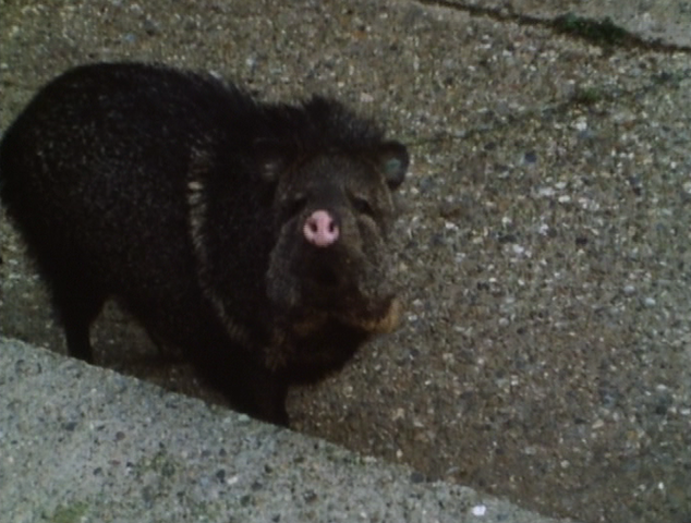 File:Budgie's story's peccary.png