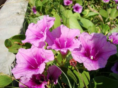 ไฟล์:1193677479.jpg