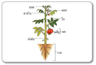 รากดดอกใบ