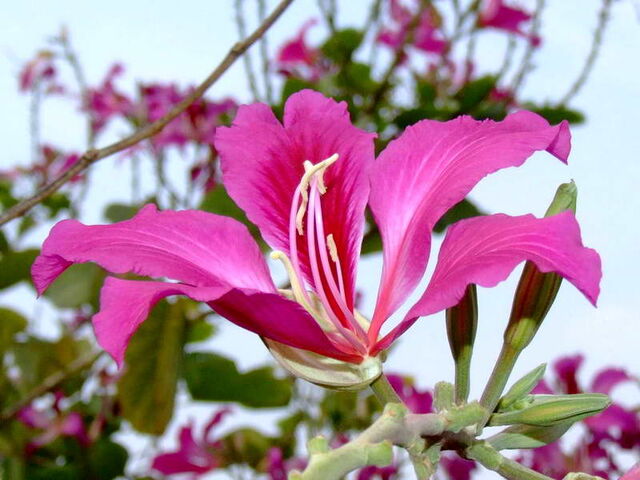 ไฟล์:ชงโค.jpg