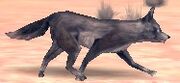 Coyote