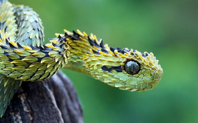 File:Bush-viper-snake.jpg