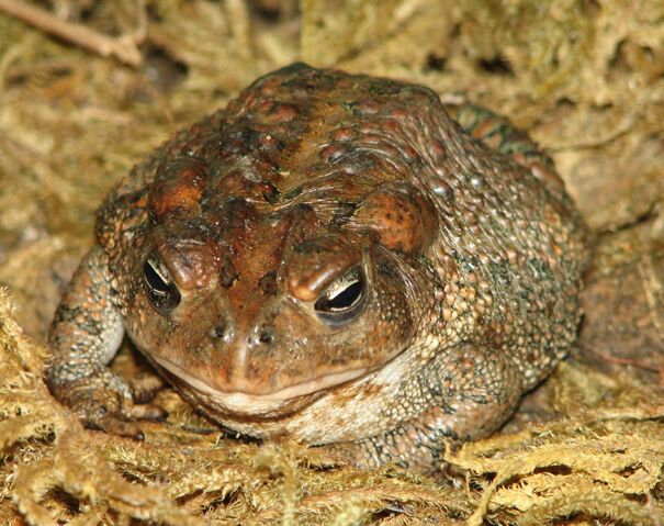 File:American Toad Image 006.jpg