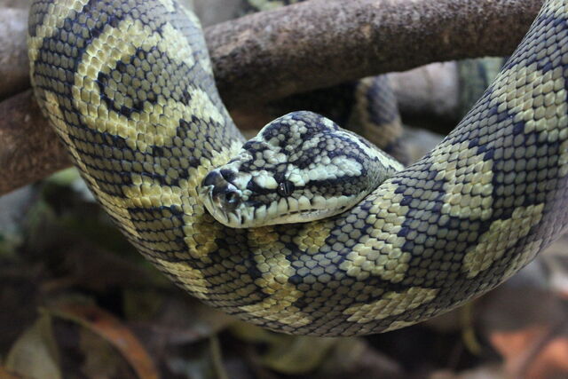 File:Reptilia pythonidae by joshsutherland-d57slfu.jpg
