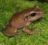 A Coqui