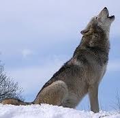A gray wolf