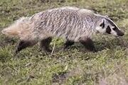A badger