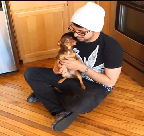 File:Puppyretailsalesman.jpg