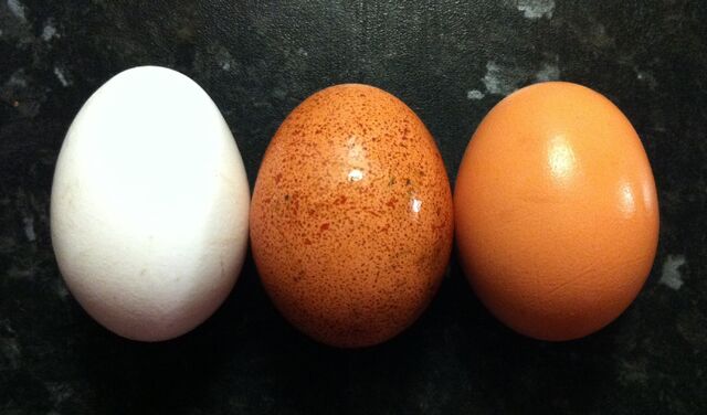 Файл:Egg colours.jpg