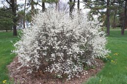 Blackthorn 01
