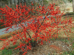Winterberry-Holly