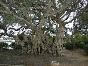 Sycamore06