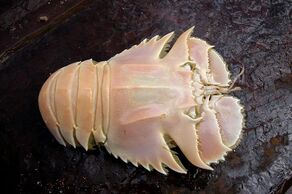 Fire Lobster