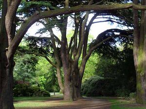 Cedar-tree-woodland