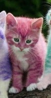 Colored-kittens-3