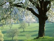 Cherry Tree Germany